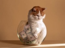Cat sitting in a bowl of cash